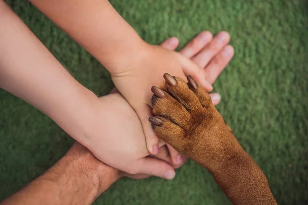 Человеческие Руки Собачья Лапа Команда Борьба Права Животных Помощь Животным — стоковое фото