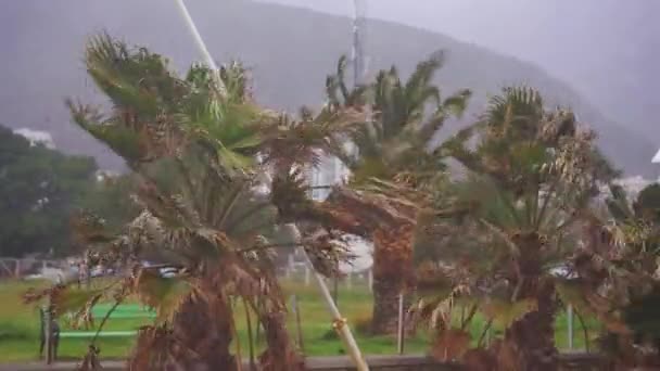 Stormy Weather Strong Wind Beach Shakes Small Palm Trees Climate — Vídeo de stock