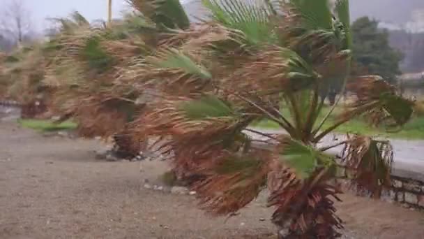 Stormy Weather Strong Wind Beach Shakes Small Palm Trees Climate — Vídeo de Stock