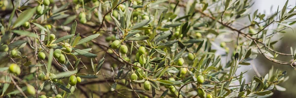 Bush of olives. Fruits of olives on the bush. Green olives. BANNER, LONG FORMAT
