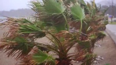 Stormy weather. The strong wind on a beach shakes small palm trees. Climate change concept. Mediterranean sea coast.