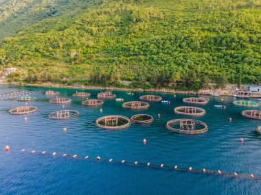 Akdeniz 'deki istiridye çiftliği. Karadağ, Kotor.