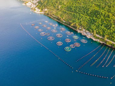 Oyster farm in the Mediterranean. Montenegro, Kotor.