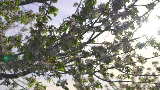 Kwitnące Drzewo Owocowe Podczas Zachodu Słońca Ręczny Rodzaj Strzału — Wideo stockowe