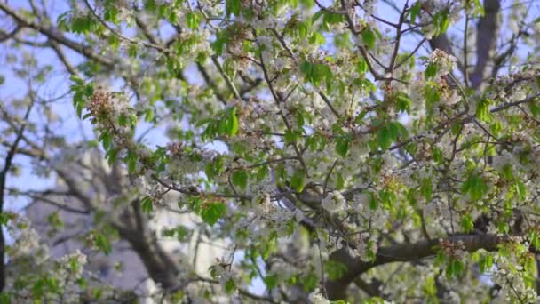 Arbre Fruitier Fleurs Coucher Soleil Type Tir Main — Video