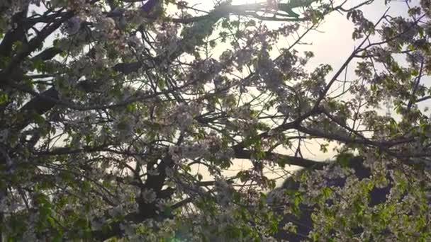 夕阳西下 一棵开花的果树 手持式射击 — 图库视频影像