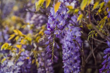 Wisteria çiçek açtı. Yumuşak, genç bir salkım salkımı. Seçici odaklanma. Yumuşak, genç bir salkım salkımı. Seçici odak.
