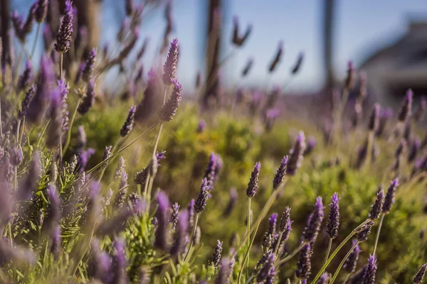 Lavender flower field, Blooming Violet fragrant lavender flowers. Growing Lavender swaying on wind over sunset sky, harvest, perfume ingredient, aromatherapy. Lavender field, Perfume ingredient.