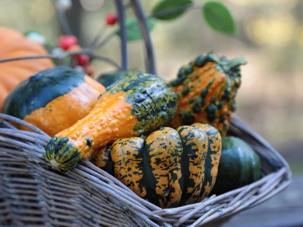 Basket Pumpkins Fall Season Fall Decoration — Stock Photo, Image