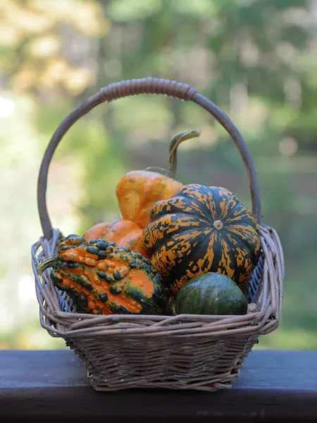 Uma Cesta Abóboras Temporada Outono Com Decoração Outono — Fotografia de Stock