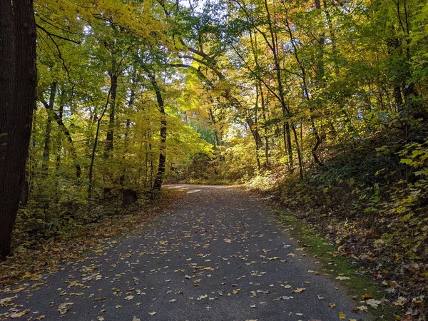 黄橙相间的城市公园里的秋天树叶 — 图库照片