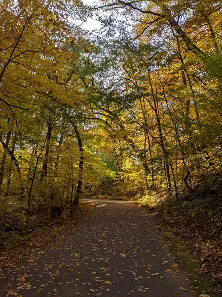 Осенняя Листва Городском Парке Желтыми Оранжевыми Листьями — стоковое фото