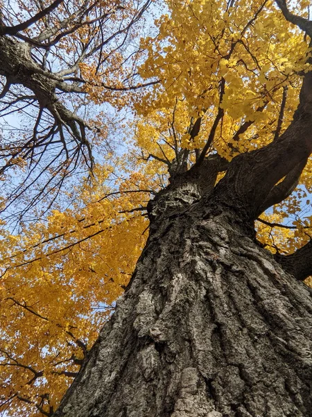 Őszi Lombozat Egy Városi Parkban Sárga Narancssárga Levelekkel — Stock Fotó
