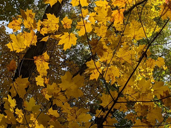 Fall Foliage Ένα Πάρκο Της Πόλης Κίτρινα Και Πορτοκαλί Φύλλα — Φωτογραφία Αρχείου