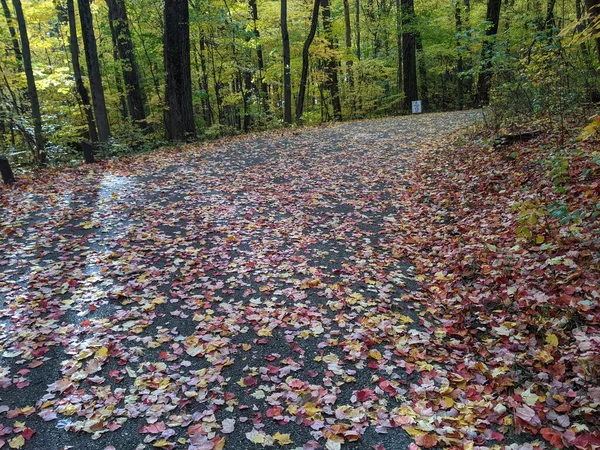 黄橙相间的城市公园里的秋天树叶 — 图库照片