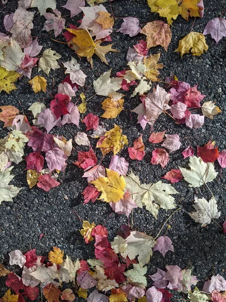 Ein Hintergrund Aus Fallenden Blättern — Stockfoto
