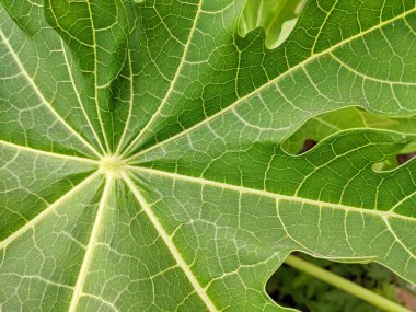 Yeşil arka plan çerçeve dolgu yaprakları