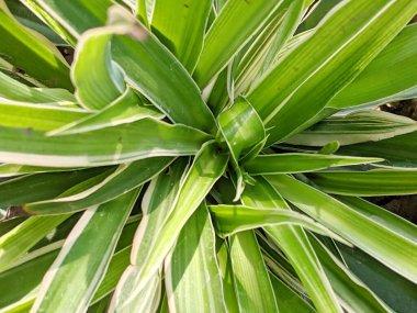 Yeşil arka plan çerçeve dolgu yaprakları