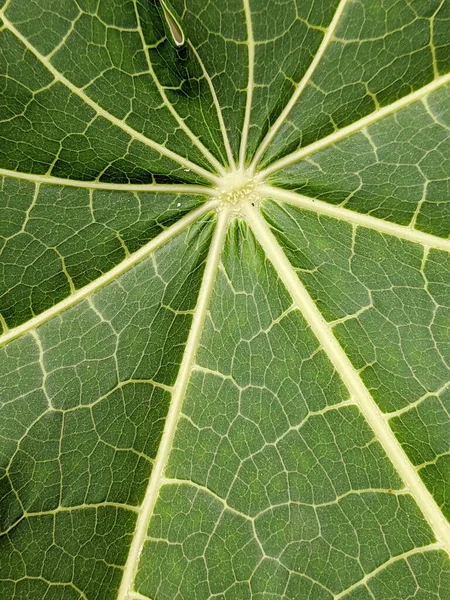 Fondo Hojas Verdes Llenando Marco —  Fotos de Stock