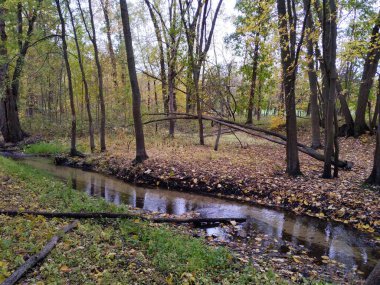 Nehir kıyısında sarı yapraklı sonbaharın manzarası.
