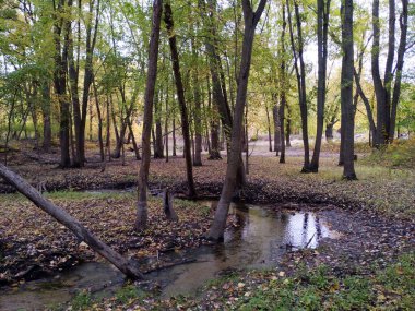Nehir kıyısında sarı yapraklı sonbaharın manzarası.