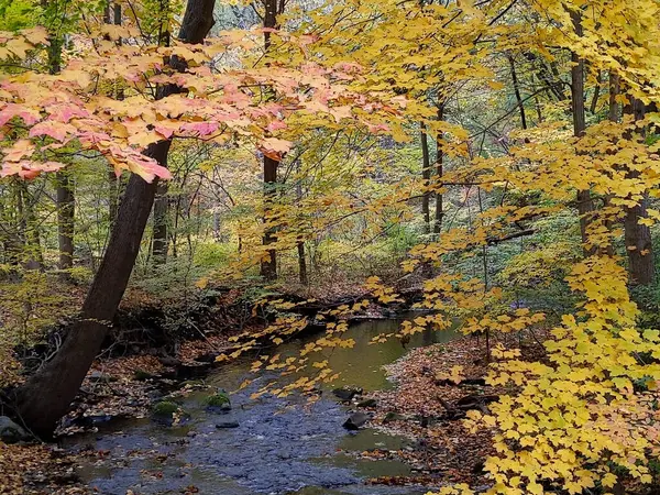 Живописный Вид Автумн Реки Желтыми Листьями — стоковое фото