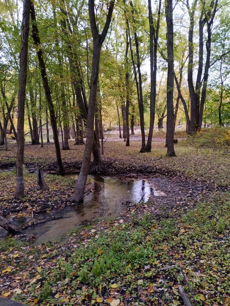 Una Vista Panorámica Del Otoño Junto Río Con Hojas Amarillas — Foto de Stock