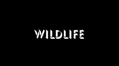White picture of WLDLIFE word on a black background. wildlife beasts predators. Dynamic style footage for your project. 4K video animation for motion graphics and compositing