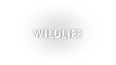 White wildlife icon with shadow isolated on white background. animals in the forest. 4K video animation for motion graphics.