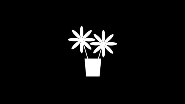 Weißes Bild Eines Blumentopfes Auf Schwarzem Hintergrund Innenausstattung Dynamisches Filmmaterial — Stockvideo
