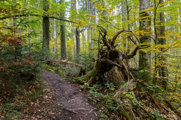Φανταχτερό Κούτσουρο Δέντρου Μονοπάτι Δάσους Πολύχρωμα Φύλλα Δέντρων Στο Φθινοπωρινό — Φωτογραφία Αρχείου