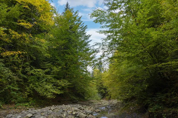 Μονοπάτι Του Δάσους Κατά Μήκος Του Ποταμού Πολύχρωμα Φύλλα Δέντρων — Φωτογραφία Αρχείου