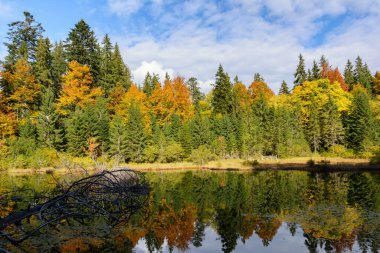 Synevyrska Poliana, Zakarpattia Oblastı yakınlarında güneşli bir sonbahar gününde Ozirtse yüksek irtifa ormanı manzarası. Yaprak dökülen orman, dağlardaki vahşi göl..