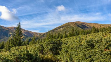 Hoverla Dağı 'na giden yol. Ukrayna 'daki Karpatlar.