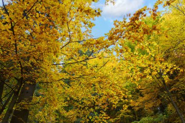 Ormanda güneşli bir gün. Sonbahar orman manzarası. Sonbahar ormanlarında renkli ağaç yaprakları, yaprakların döküldüğü renkler..