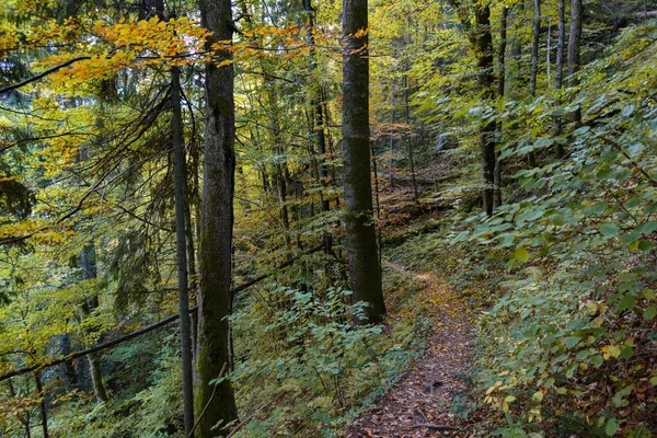 Μονοπάτι Του Δάσους Πολύχρωμα Φύλλα Δέντρων Στο Φθινοπωρινό Δάσος Χρώματα — Φωτογραφία Αρχείου