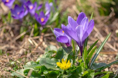 Violet Crocuses - Iris ailesinin küçük, ilkbahar çiçekli bitkisi. Bahar çiçekleri, safran.
