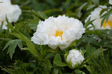 Bahar bahçesinde büyük, güzel, beyaz, şakayık çiçekleri. Bahar parkında şakayık ağacı filizlenir. Büyük çiçekli süs bitkisi.