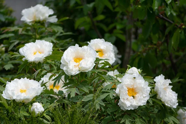 Big Beautiful White Tree Peony Flowers Spring Garden Tree Peony 免版税图库图片