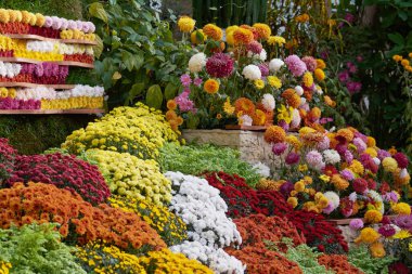 Taze kasımpatı çiçeklerinin dekoratif kompozisyonu, sonbahar buketi. Renkli kasımpatı çiçekleriyle süslü tasarım. Romanya 'nın Iasi botanik bahçesinde sonbaharda çok renkli kasımpatılar.