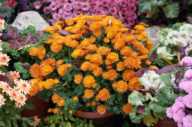Taze kasımpatı çiçeklerinin dekoratif kompozisyonu, sonbahar buketi. Renkli kasımpatı çiçekleriyle süslü tasarım. Romanya 'nın Iasi botanik bahçesinde sonbaharda çok renkli kasımpatılar.