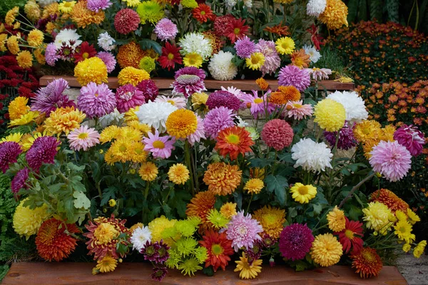 Decorative Composition Fresh Chrysanthemum Flowers Autumn Bouquet Ornamental Design Colorful — Stockfoto