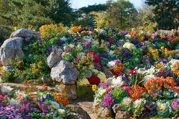 Декоративний Склад Свіжих Квітів Хризантеми Осінній Букет Орнаментальний Дизайн Барвистими — стокове фото