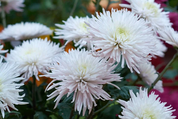 Chrysanthemums Grandiflorum Який Рожевий Декоративний Склад Рожево Білих Квіток Хризантеми — стокове фото