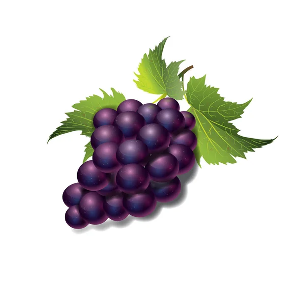 Vector Illustration Bunch Fruit Grapes — стоковый вектор