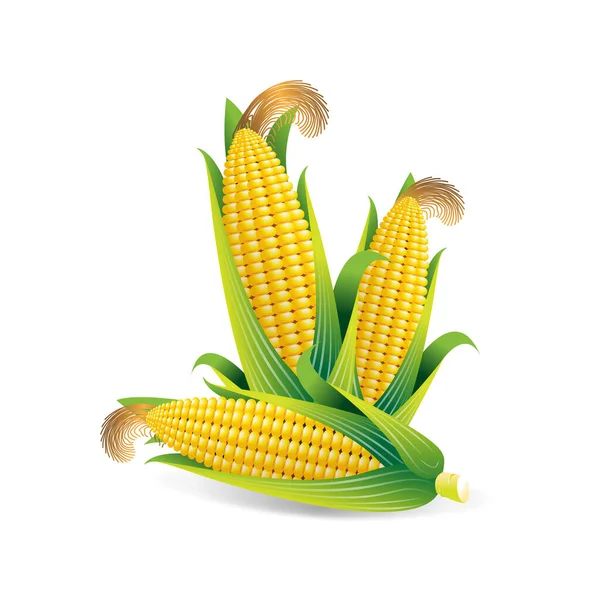 Corn Ear Rapeseed Yellow Corn Wrapped Green Leaves Peeled Corn — стоковый вектор
