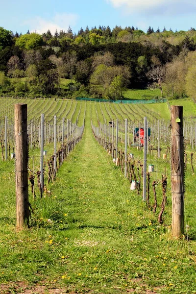 İngiliz üzüm bağlarında yetişen üzümler hafif eğimli bir tarlada.