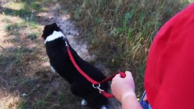 Genç bir kadın köpeğiyle yürüyor.