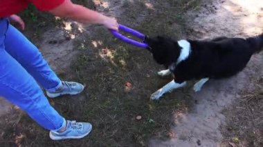 Büyük siyah ve beyaz eğitimli köpek dişlerini bir oyuncağa geçirip zorla geri çekiyor.