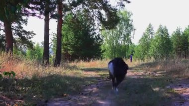 Büyük komik siyah beyaz köpek oyuncağı geri veriyor.